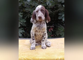 English setter Welpen (3 Rüden, 2 Hündinnen)