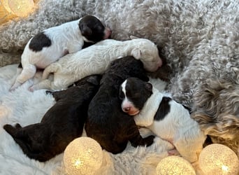 Lagotto Romagnolo Welpen