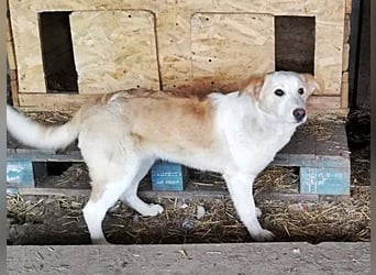 Tilly, freundlich und sanft