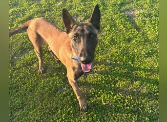 Salva, perfekter Malinois der einfach nur gefallen will