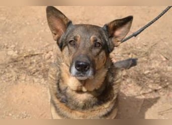 Joy, eine von vier Hunden, die dringend ein neues Zuhause benötigen