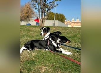 Starsky sucht aktive Familie