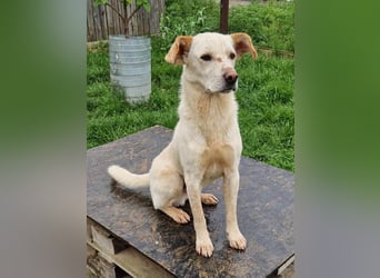 Casper (auf Pflegestelle Nähe Hannover)