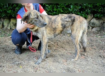 Ulick - Hunde bevorzugt!