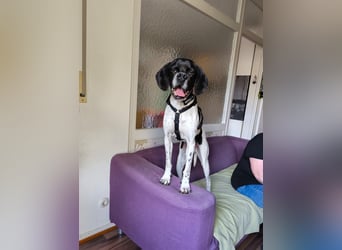 Sangria  - Portugiesischer Pointer, lieb und verträglich
