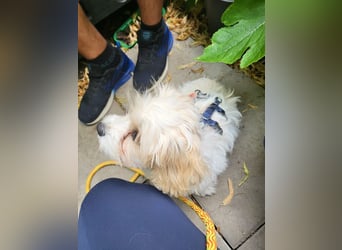 AMY - die liebe und freundliche kleine Maus sucht ein liebevolles Zuhause