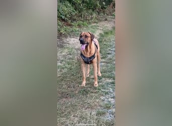 Wurf Cane Corso/Flat & Broholmer