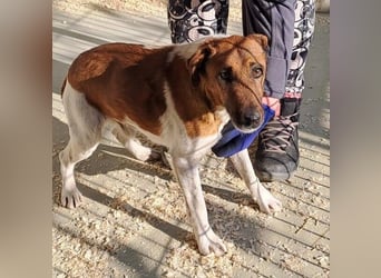 AKO, RÜDE, FOXTERRIER-MIX, 7 JAHRE