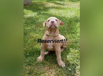 Einzigartige Bully Welpen