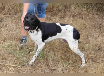Douglas,  Pointer-Mix, lieb und sozial