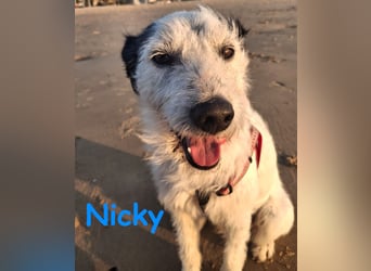 Nicky 01/2019 (ESP Pflegestelle) - braver, ausgeglichener und unglaublich lieber Bodeguero-Mix!