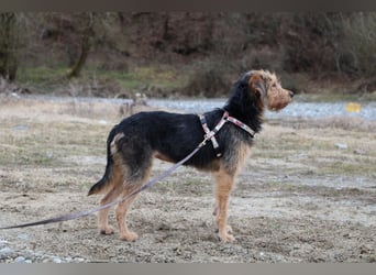 Toffee – Lebhafte Hundedame sucht ein Zuhause, das ihr gerecht wird!