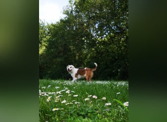 Kaninchen - Australien Shepherd Mix