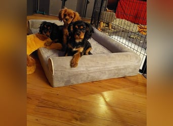 Kavalier king charles spaniel Welpen