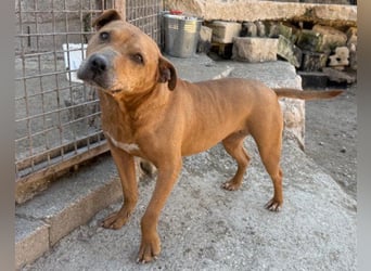 Piti-Mix-Mädchen ♥Liv♥ Vermittlung nach CH-A-NL-B