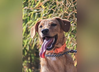 Badou, Mix Labrador / Schäferhund, lieb und sozial