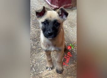 TULIP sucht ihre Menschen