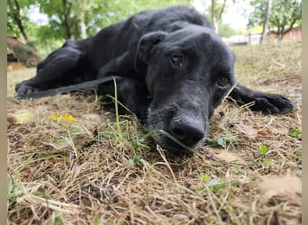 Miko ein unglücklicher Senior