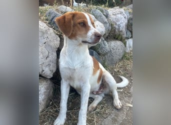 Balto: „Ab über die Alpen und für immer nach Hause.“