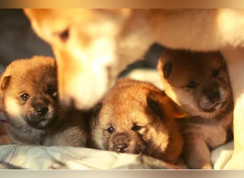 Schöne rote Shiba inu Welpen MEI, MIKA, MASARU mit FCI dokumenten