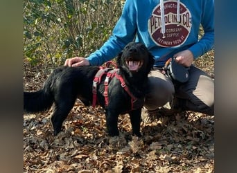 Cooper ❤️ Pflegefamilie 42109 Wuppertal