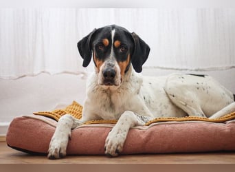 Olaf, große Schönheit, ca. 2 Jahre, 67 cm, 35 kg *in 34128 Kassel*