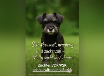 Molly - bezauberndes Zwergschnauzer- Mädchen sucht ab sofort ihr Für-Immer-Zuhause