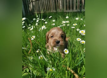 Traumhafte American Cockapoo