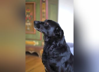 Herzenshund Csibi in Bochum sucht ein Zuhause