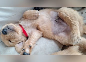 Golden Retriever Welpen