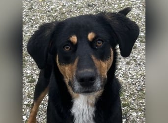 Orelle, geb. ca. 05/2024, lebt in GRIECHENLAND, auf einem Gelände, auf dem die Hunde notdürftig vers