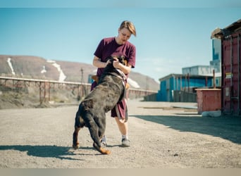 TAISON- sucht dringend ein neues Zuhause