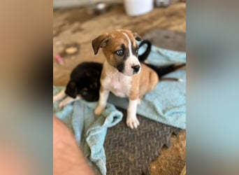 Ragnar, bereits auf PS in DE 53925 Kall /NRW, sucht Traumzuhause!