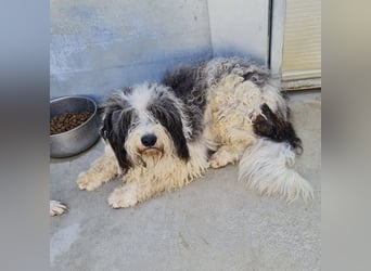 Jovi - -HAT INTERESSENTEN - ängstlicher kleiner Kerl sucht seine Familie