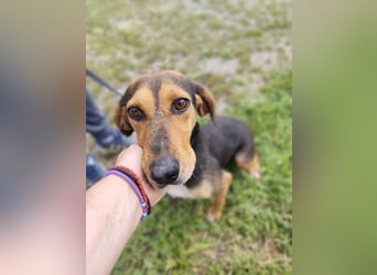 Liebenswerte Cleo aus Griechenland sucht ihr Glück