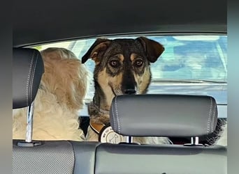 Nadja - freundliche, verspielte Schäferhund-Mix Hündin / Pflegestelle in 38...Remlingen