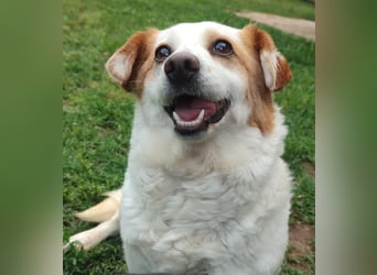 Zuckersüße Emma bezaubert die Hundeherzen