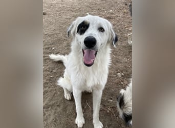 Popcorn, geb. ca. 09/2023, lebt in GRIECHENLAND, auf einem Gelände, auf dem die Hunde notdürftig ver