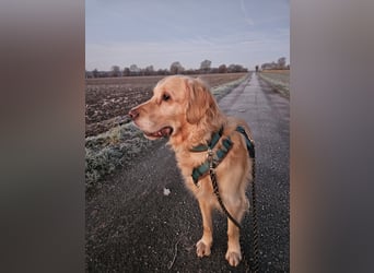 Golden Retriever Mischlings-Rüde Fridolin sucht ein Zuhause