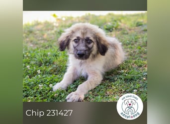 Chip 231427: Hundekind sucht ein Zuhause