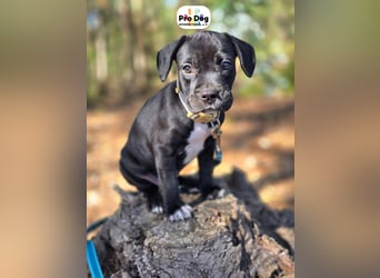 Hundebaby Sharik