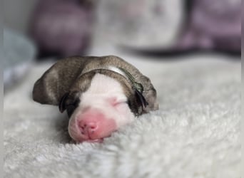 Whippet Welpen suchen liebevolle Familien