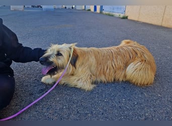 Nori, Briard-Gos d atura Mix Bube sucht ländliches Körbchen