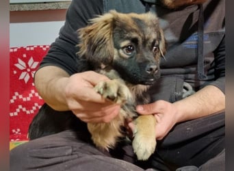 Kleine, feine ♥Roma♥ auf Körbchensuche