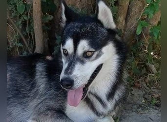 Husky Tedy: aktiv und lebensfroher Bub