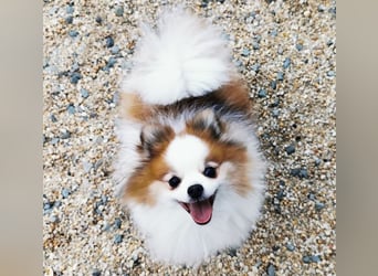 Cosmo, Zwergspitz- Pomeranian, geb. 2016, freundlicher Mini Hundemann sucht Zuhause