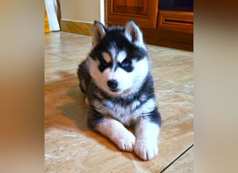 FCI Pedigree Blue Eyed Black & White Siberian Husky Champion Puppy