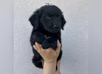 Luma eine winzige Prinzessin