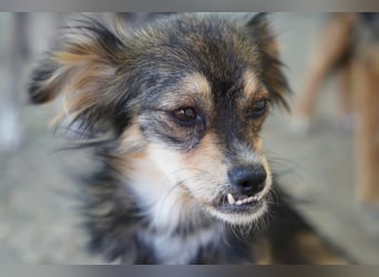 Bubu – kleiner Schatz mit großem Herzen