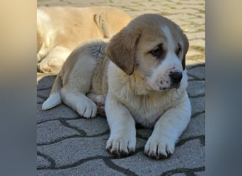 Mittelasiatischer Schäferhund mit stammbaum